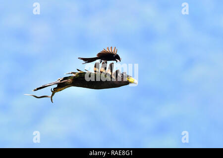 Cleared for landing. WITNESS the amusing and bizarre moment a small but plucky bird hitched a ride on the back a hapless five-foot-wingspan EAGLE. Stu Stock Photo