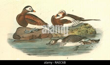 Long-tailed Duck. 1. Male, Summer Plumage. 2. Male in Winter. 3. Female and Young., Audubon, John James, 1785-185 reimagined Stock Photo