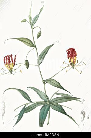 Methonica superba, Gloriosa superba, Méthonique superbe, Gloriosa Lily, Flamelily, Glory flower, Climbing lily reimagined Stock Photo