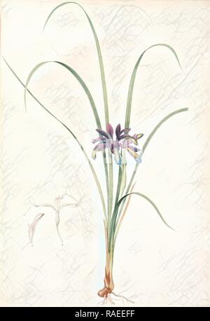 Iris graminea, Iris à feuilles de gramen, Redouté, Pierre Joseph, 1759-1840, les liliacees, 1802 - 181. Reimagined Stock Photo