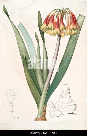 Cyrtanthus obliquus, Cyrtanthe oblique, Fire-Lily, Redouté, Pierre Joseph, 1759-1840, les liliacees, 1802 - 181 reimagined Stock Photo