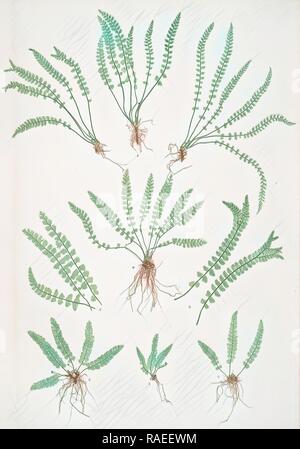Asplenium viride. The green spleenwort, Bradbury, Henry Riley (1821-1887), (Illustrator), ferns of Great Britain and reimagined Stock Photo