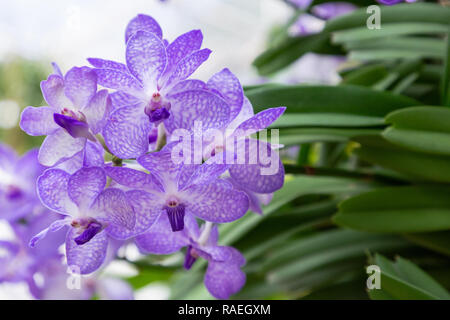Orchid flower in garden at winter or spring day for postcard beauty and agriculture idea concept design. Vanda Orchid. Stock Photo