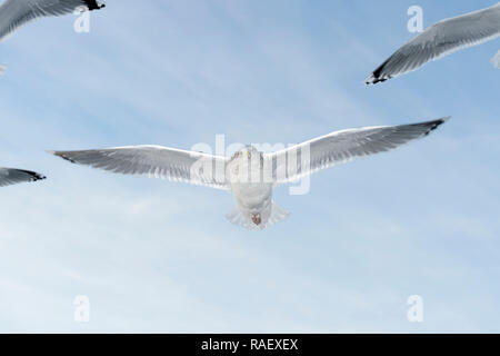 Herring gull (Larus argentatus) flying against blue sky, Lauvsness, Flatanger, Norway Stock Photo