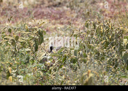 Thomson's Gazelle (Eudorcas thomsonii) new born baby hiding in the grass, Ngorongoro crater national park, Tanzania Stock Photo