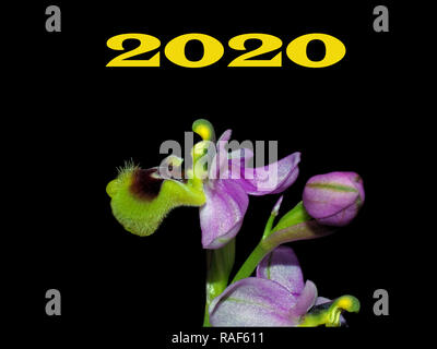 Happy new year 2020 Stock Photo