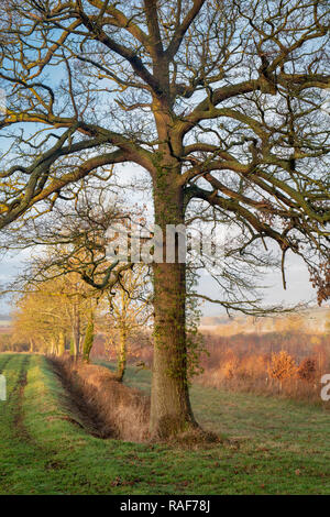 Winter sunlight over farmland in the Oxfordshire countryside. England Stock Photo