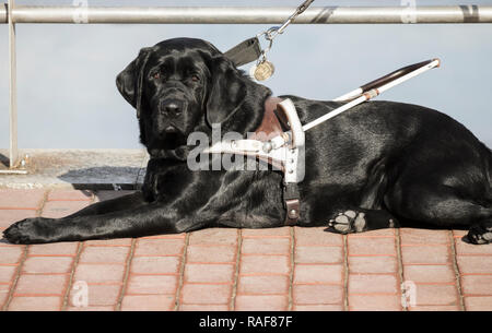 Black Labrador guide dog. Stock Photo