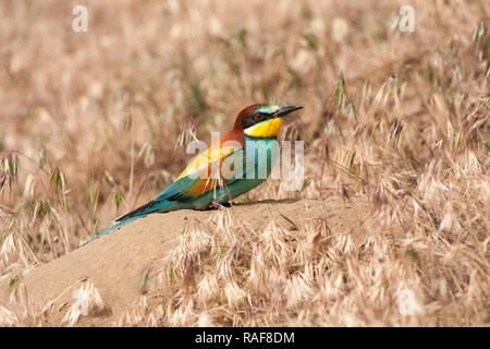 Common bee-eater ( Merops Apiaster ) Spain Stock Photo