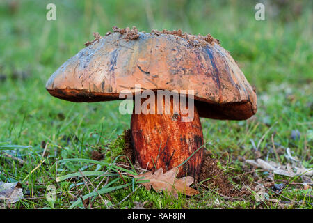 The Satan's bolete (Rubroboletus satanas) one of the most dangerous mushrooms Stock Photo