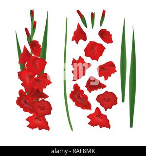 Red Gladiolus constructor, sword lily flowers creator. Stem, flowers, buds, leaves. Vector illustration. Stock Vector