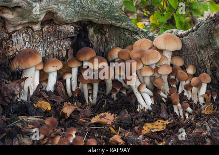 Agrocybe aegerita. growing on a dead log Stock Photo