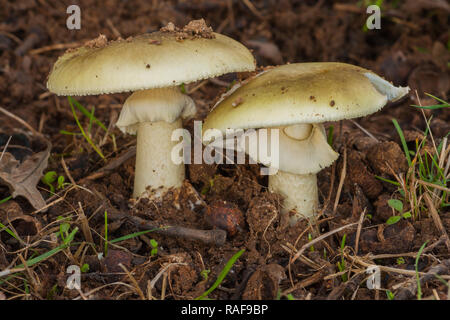 Amanita phalloides, a deadly mushroom Stock Photo
