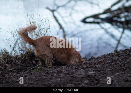 Dog digging with head in ground by river Stock Photo