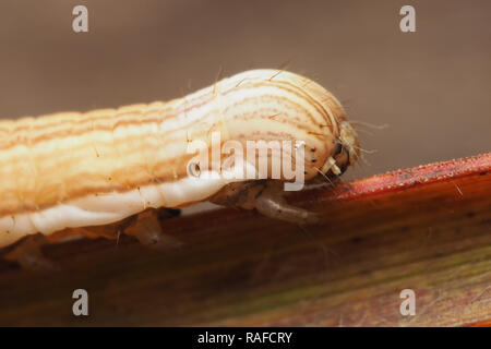 Close up of the head of a Mother Shipton moth caterpillar (Callistege mi) crawling on grass. Tipperary, Ireland Stock Photo
