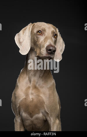 Portrait of female Weimaraner dog on a black background Stock Photo