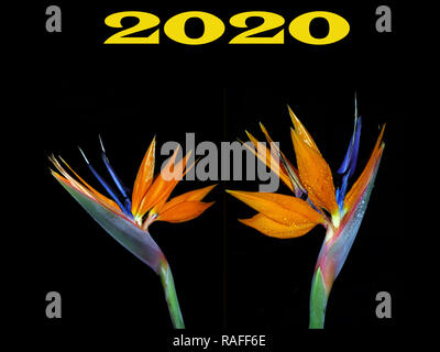 Happy new year 2020 Stock Photo