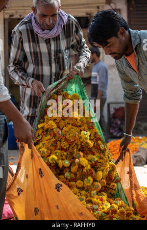 Fresh yellow and orange marigolds being poured from one bright sari bundle into another at the flower market in Jaipur, Rajasthan, INDIA Stock Photo