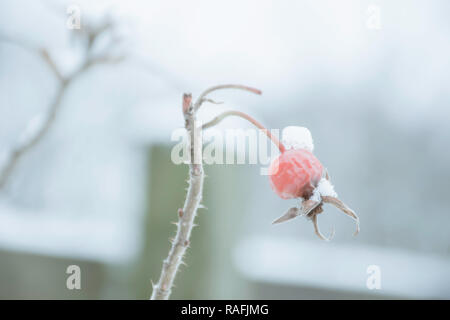 Nature photography.Close up image of field rose growing on frozen meadow covered with snow caps during snowfall on british countryside.Winter UK. Stock Photo