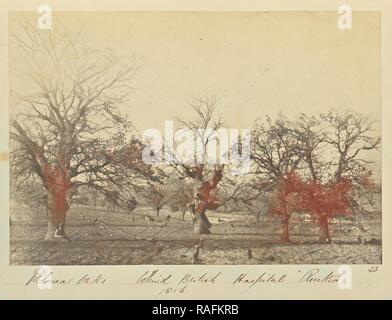 Valonea Oaks behind British Hospital Renkioi, John Kirk (Scottish, 1832 - 1922), Renkioi, Turkey, 1856, Albumen reimagined Stock Photo