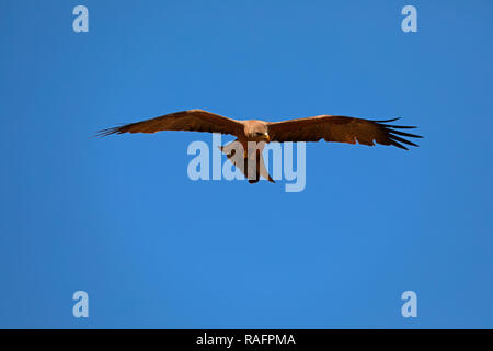 A yellow-billed kite (Milvus aegyptius) circling the air after the lions are fed at the Drakenstein Lion Park, Klapmuts, South Africa. Stock Photo