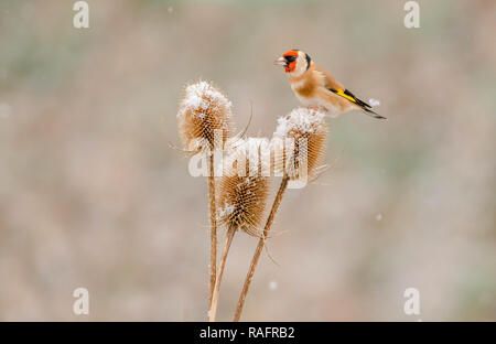 AN ACROBATIC Goldfinch bird has been captured performing the splits as it tries to balance between two teasel plants. The amusing pictures show the Go Stock Photo