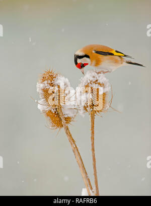 AN ACROBATIC Goldfinch bird has been captured performing the splits as it tries to balance between two teasel plants. The amusing pictures show the Go Stock Photo