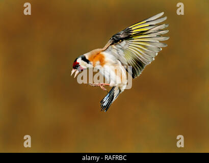 AN ACROBATIC Goldfinch bird has been captured performing the splits as it tries to balance between two teasel plants. The amusing pictures show the Go Stock Photo