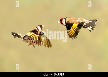 AN ACROBATIC Goldfinch bird has been captured performing the splits as it tries to balance between two teasel plants. The amusing pictures show the Go Stock Photo