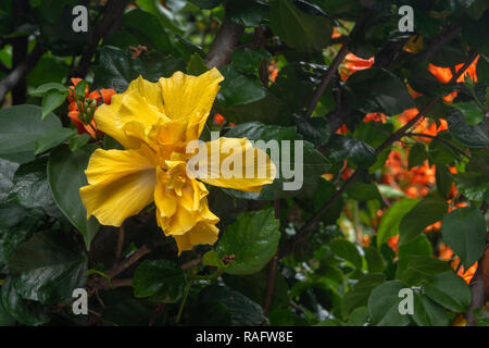 Yellow double hibiscus flower with green leaves and orange trumpet vine Stock Photo