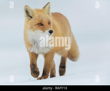 Ezo Red Fox or ulpes vulpes schrencki or kkitakitsune in Hokkaido Japan during winter Stock Photo