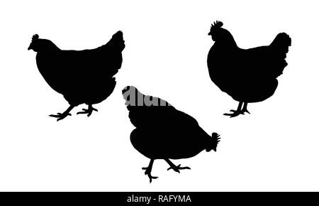 Set realistic silhouettes of three hens or chickens, pecking and walking - vector Stock Vector