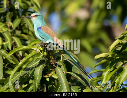 Abyssinian Roller (Coracias abyssinicus) Stock Photo