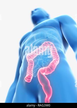 Illustration of a man's colon Stock Photo - Alamy