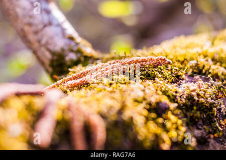 Birch tree catkins falling down and laying down on the mossy forest ground Stock Photo