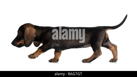 Sweet and smooth black with brown wirehaired mini Dachshund, walking side ways. Looking straight ahead / profile with shiny dark eyes. Isolated on whi Stock Photo