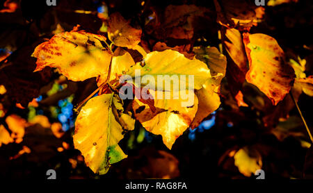 Autumn leaves of a beech hedge Stock Photo