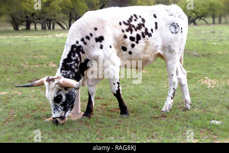 Black and White Texas Longhorn Grazing Stock Photo