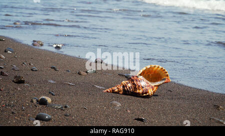 sea shell on sandy beach against sea surf. shell horn on coast seascape Stock Photo