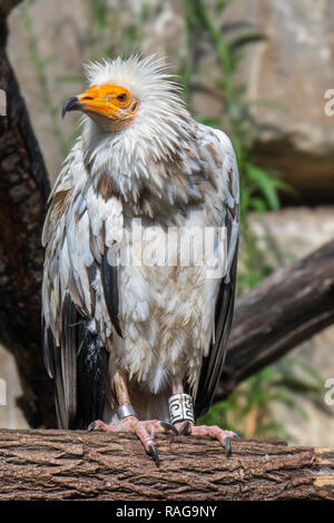 Egyptian vulture (Neophron percnopterus) perched in tree, native to Spain, North Africa and India Stock Photo