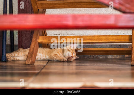 Cat under bench. Sleeping ginger cat in shadow of bench.Red little kitten lying under the bench on a summer day. Stock Photo