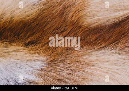 Closeup top view of fluffy texture of colorful real fox animal fur. Natural furry background. Horizontal color photography. Stock Photo