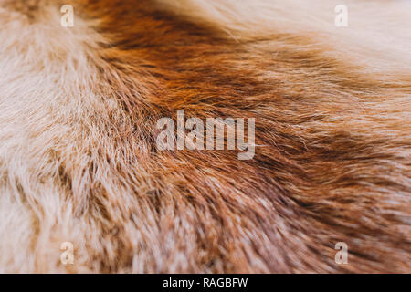 Close-up top view of fluffy texture of colorful real fox animal fur. Natural furry background. Horizontal color photography. Stock Photo