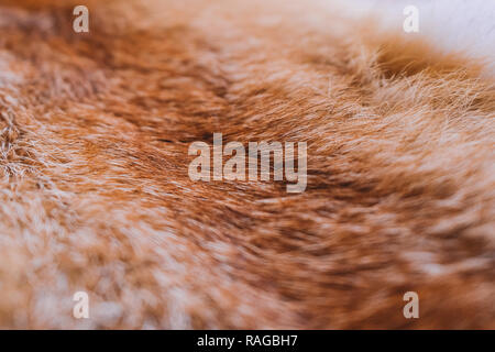Closeup top view of fluffy texture of colorful real fox animal fur. Natural furry background. Horizontal color photography Stock Photo