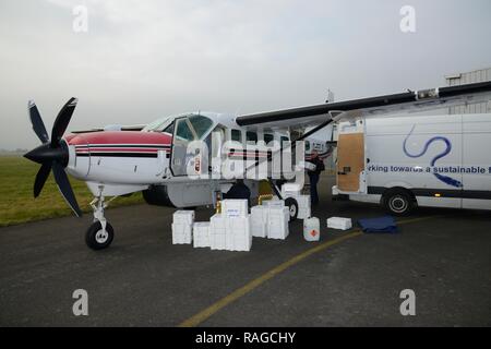 Glass eels, young European eel (Anguilla anguilla) elvers in insulated boxes being loaded into a plane for transport to Europe for reintroductions. Stock Photo