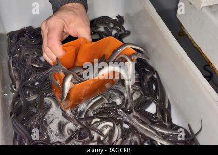 European eel (Anguilla anguilla) elvers being scooped up for weighing ahead of being packed for transport to Wales for a reintroduction project. Stock Photo