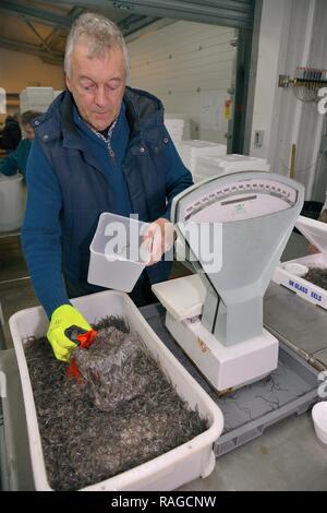 Glass eels, young European eel (Anguilla anguilla) elvers being weighed at UK Glass Eels ahead of transport for reintroduction projects in Europe. Stock Photo