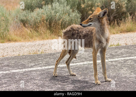 Coyote on the road looking back into the distance on Antelope Island, Utah. Behind it are brown grasses and desert shrubs. Stock Photo