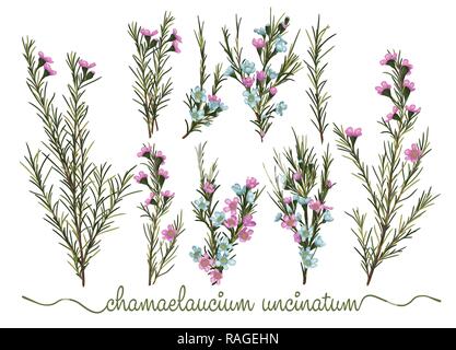 Set of botanic floral elements. Chamaelaucium (waxflower) collection with leaves and flowers, drawing watercolor. Pattern of flowers isolated over whi Stock Vector