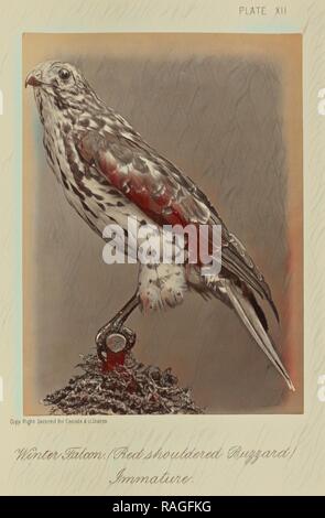 Winter Falcon (Red shouldered Buzzard), Immature, William Notman (Canadian, born Scotland, 1826 - 1891), Montreal reimagined Stock Photo